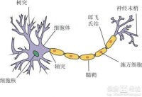 神經元晶元