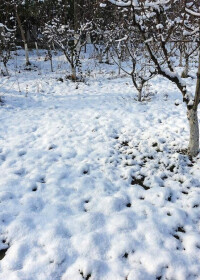 鹽瀆公園雪景高清組圖