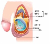 睾丸穿刺