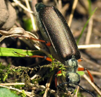 油芫菁(Meloe proscarabaeus)