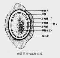 超高壓滅菌技術