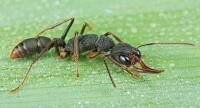 獵鐮猛蟻（Harpegnathos venator）