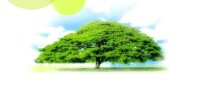 綠樹