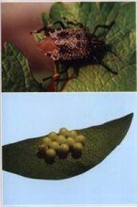 黃斑蝽成蟲（上）及卵（下）