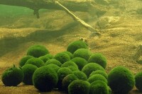 藻類植物門