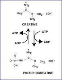 磷酸肌酸