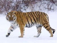 西伯利亞虎