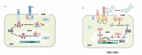 BR信號通路模型