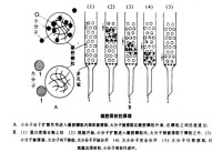 凝膠色譜法