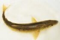 青海湖裸鯉