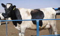 萬頭奶牛養殖項目在封丘奠基