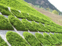 植被混凝土邊坡綠化