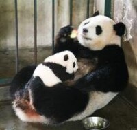 單掌大熊貓媽媽在照顧孩子時吃飯