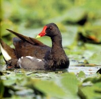 （圖）黑水雞