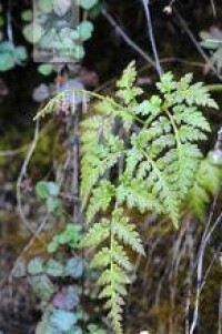 陰地蕨屬植物