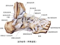 跟腓韌帶