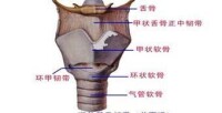 喉關節解剖圖