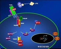 白介素1 (IL-1)由活化的巨噬細胞所產生