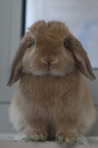 寵物兔
