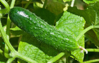 黃瓜的許多品種皆能自然產生單性結實