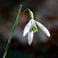 雪花蓮