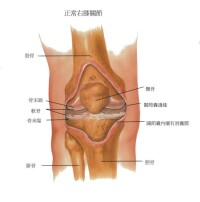 骨關節圖冊