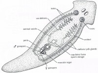 扁蟲顯微及器官結構圖
