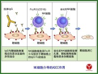 抗體依賴的細胞介導的細胞毒作用