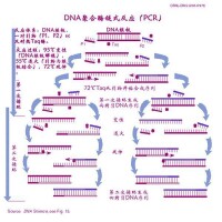 聚合酶鏈式反應