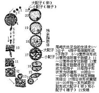 尾崎氏絲足蟲的生活史