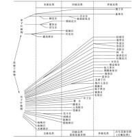 恩格勒系統圖示