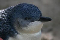 小藍企鵝
