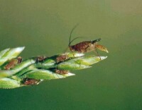蚜蟲的孤雌生殖(1)