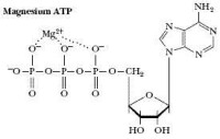 ATP 和鎂離子相互作用