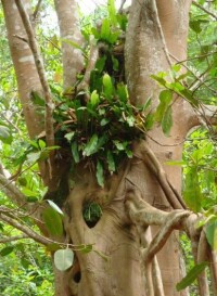 氣生植物組合