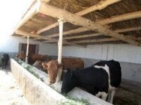 布隆吉鄉設施養牛小區高標準牛舍