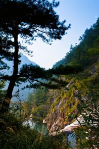 大盤山風光、植物