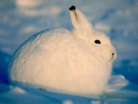 北極兔