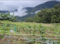 2015年黎明鄉推廣種植特色“小苦瓜”