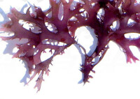 雞冠菜的藻體外形