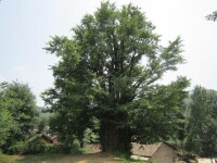 二堡村千年古銀杏樹