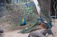 臨沂動植物園