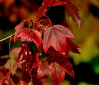 紅花槭