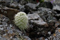 流石灘典型植物——菊科、風毛菊屬的雪兔子（大青樹攝影）