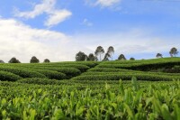 蒲江茶葉種植基地