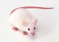 模式生物——小鼠