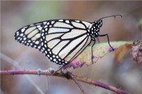 夏威夷的白色形態黑脈金斑蝶