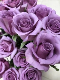 市場上的紫玫瑰實為月季