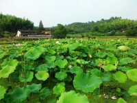 營上村[安遠鎮營上村]