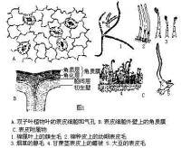 保護組織